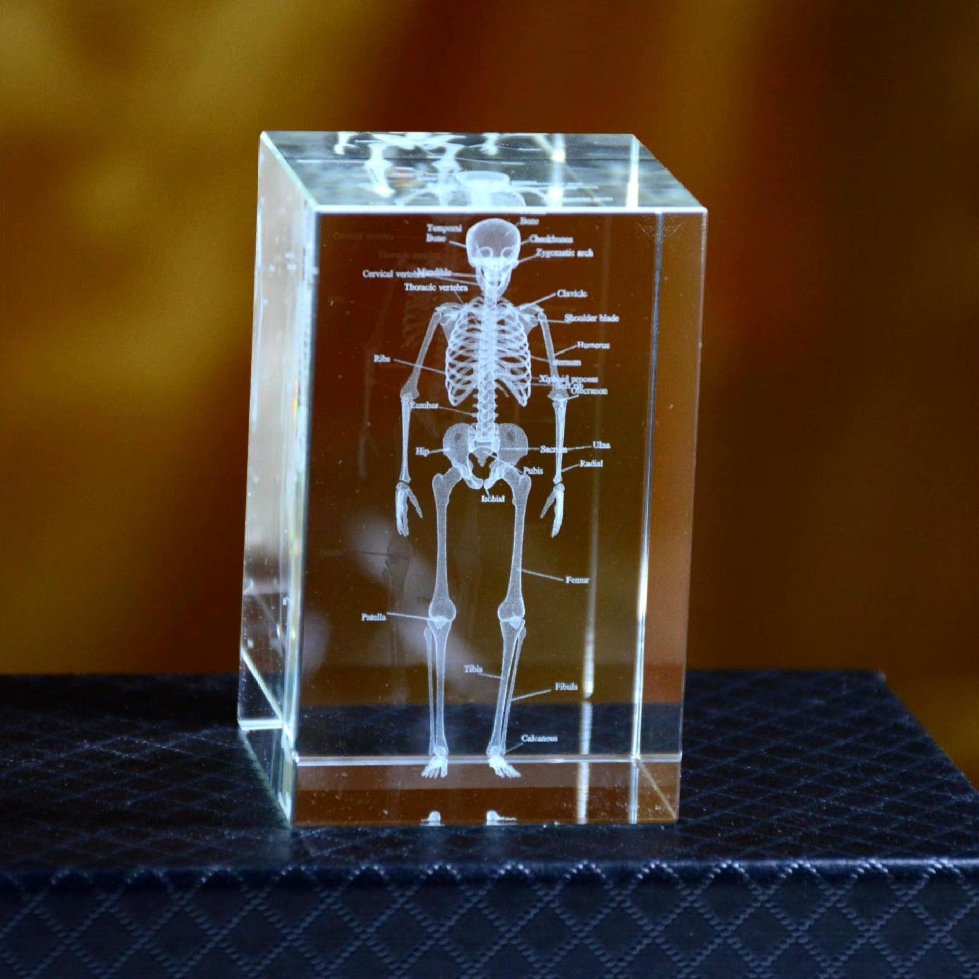 3D Crystal Anatomy Models — Brain Heart Skeleton - home decor by Extoril