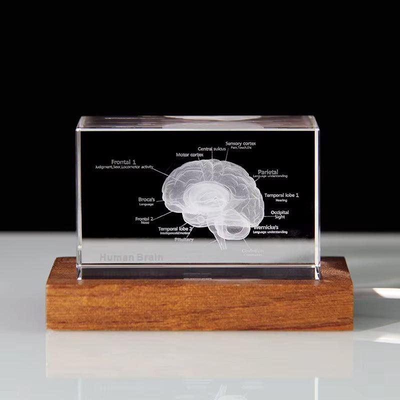 3D Crystal Anatomy Models — Brain Heart Skeleton - home decor by Extoril