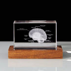 3D Crystal Anatomy Models — Brain Heart Skeleton - home decor by Extoril