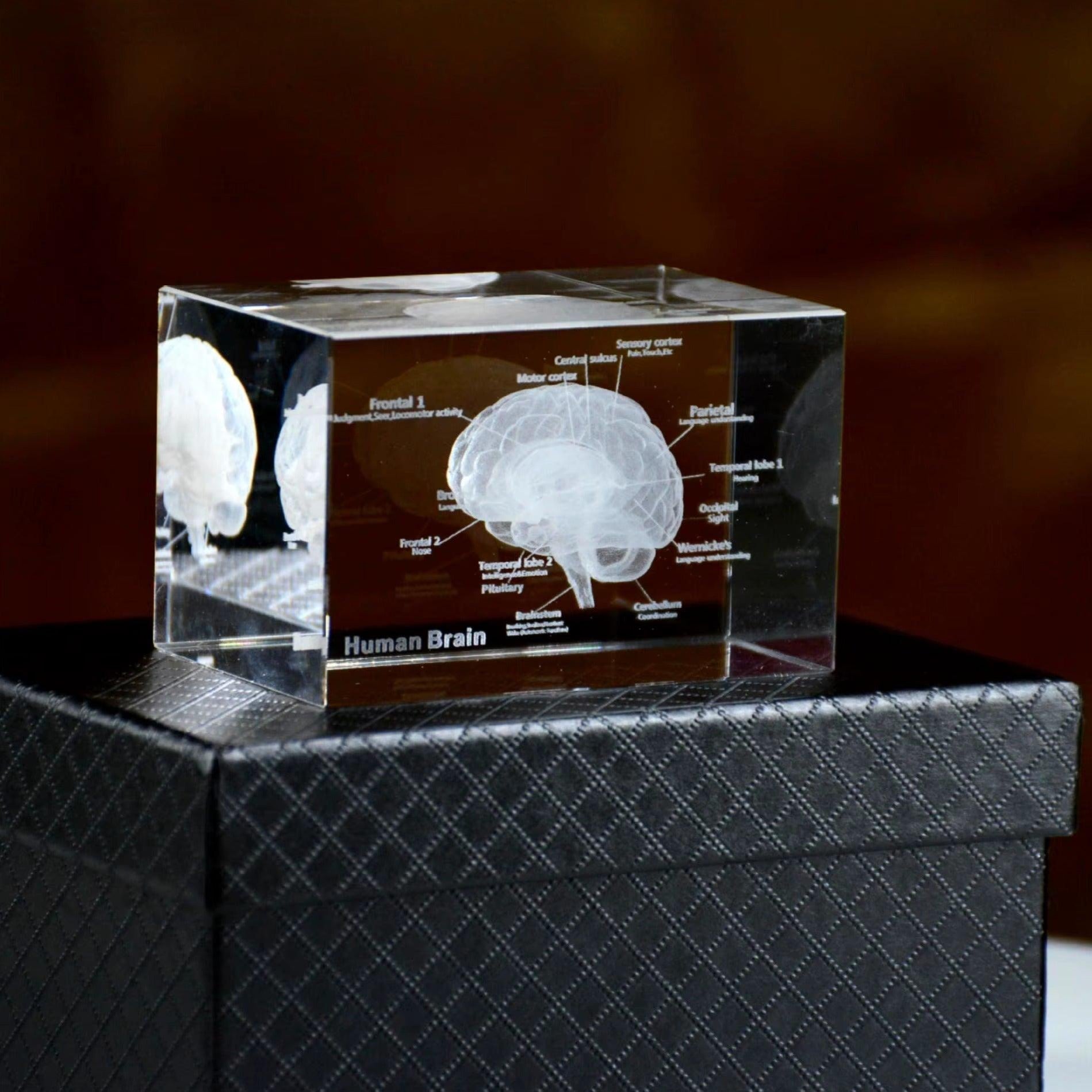 3D Crystal Anatomy Models — Brain Heart Skeleton - home decor by Extoril