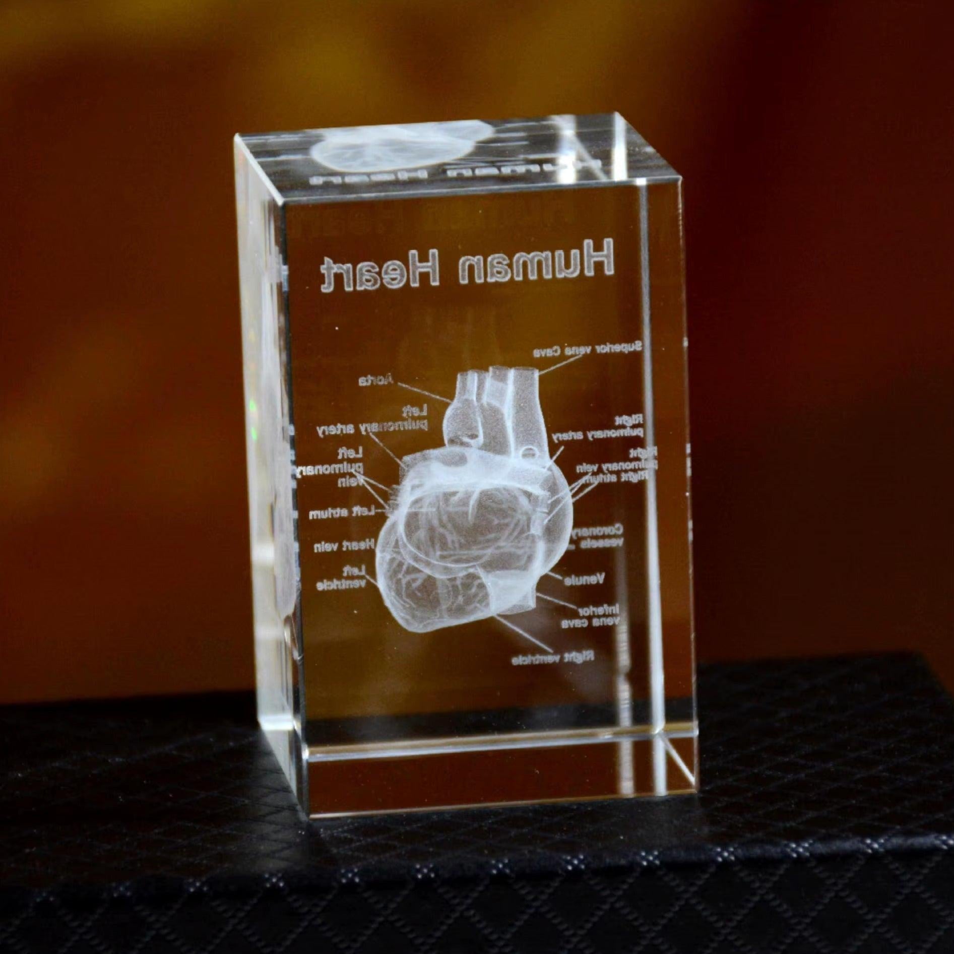 3D Crystal Anatomy Models — Brain Heart Skeleton - home decor by Extoril