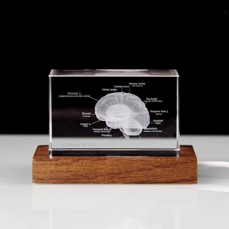 3D Crystal Anatomy Models — Brain Heart Skeleton - home decor by Extoril