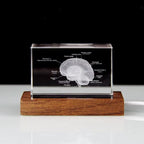 3D Crystal Anatomy Models — Brain Heart Skeleton - home decor by Extoril