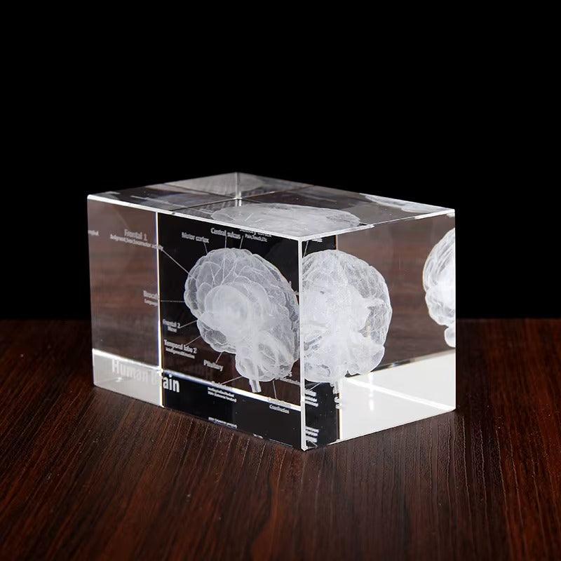 3D Crystal Anatomy Models — Brain Heart Skeleton - home decor by Extoril