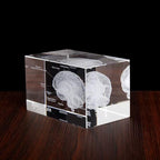 3D Crystal Anatomy Models — Brain Heart Skeleton - home decor by Extoril