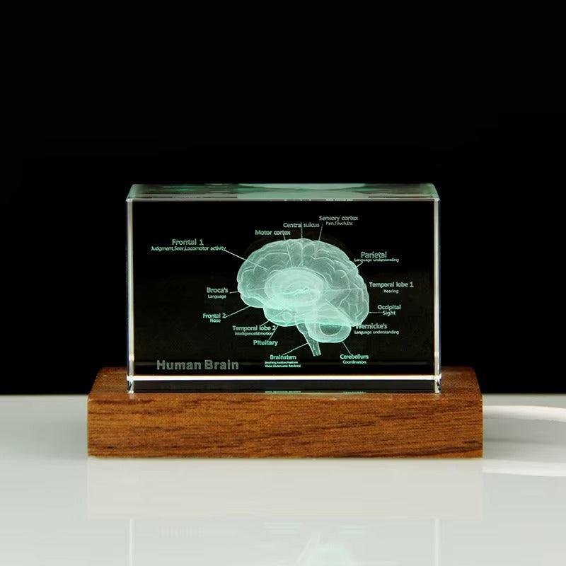 3D Crystal Anatomy Models — Brain Heart Skeleton - home decor by Extoril