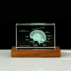 3D Crystal Anatomy Models — Brain Heart Skeleton - home decor by Extoril