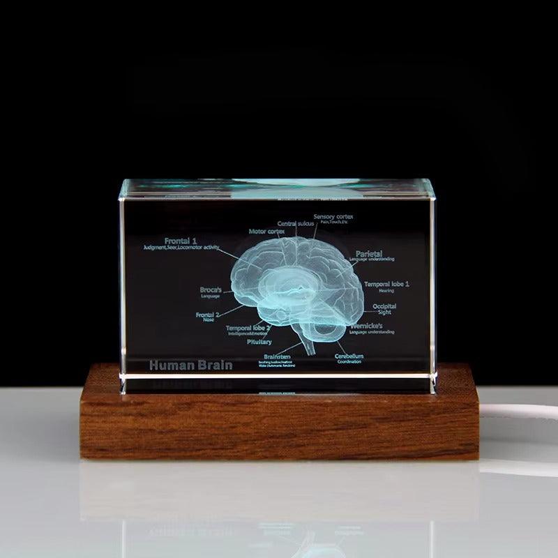 3D Crystal Anatomy Models — Brain Heart Skeleton - home decor by Extoril