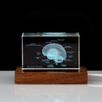 3D Crystal Anatomy Models — Brain Heart Skeleton - home decor by Extoril