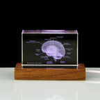3D Crystal Anatomy Models — Brain Heart Skeleton - home decor by Extoril