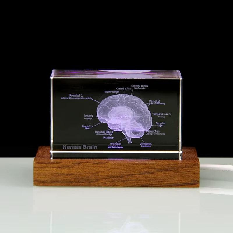 3D Crystal Anatomy Models — Brain Heart Skeleton - home decor by Extoril