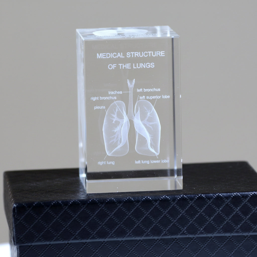 3D Crystal Anatomy Models — Brain Heart Skeleton - home decor by Extoril