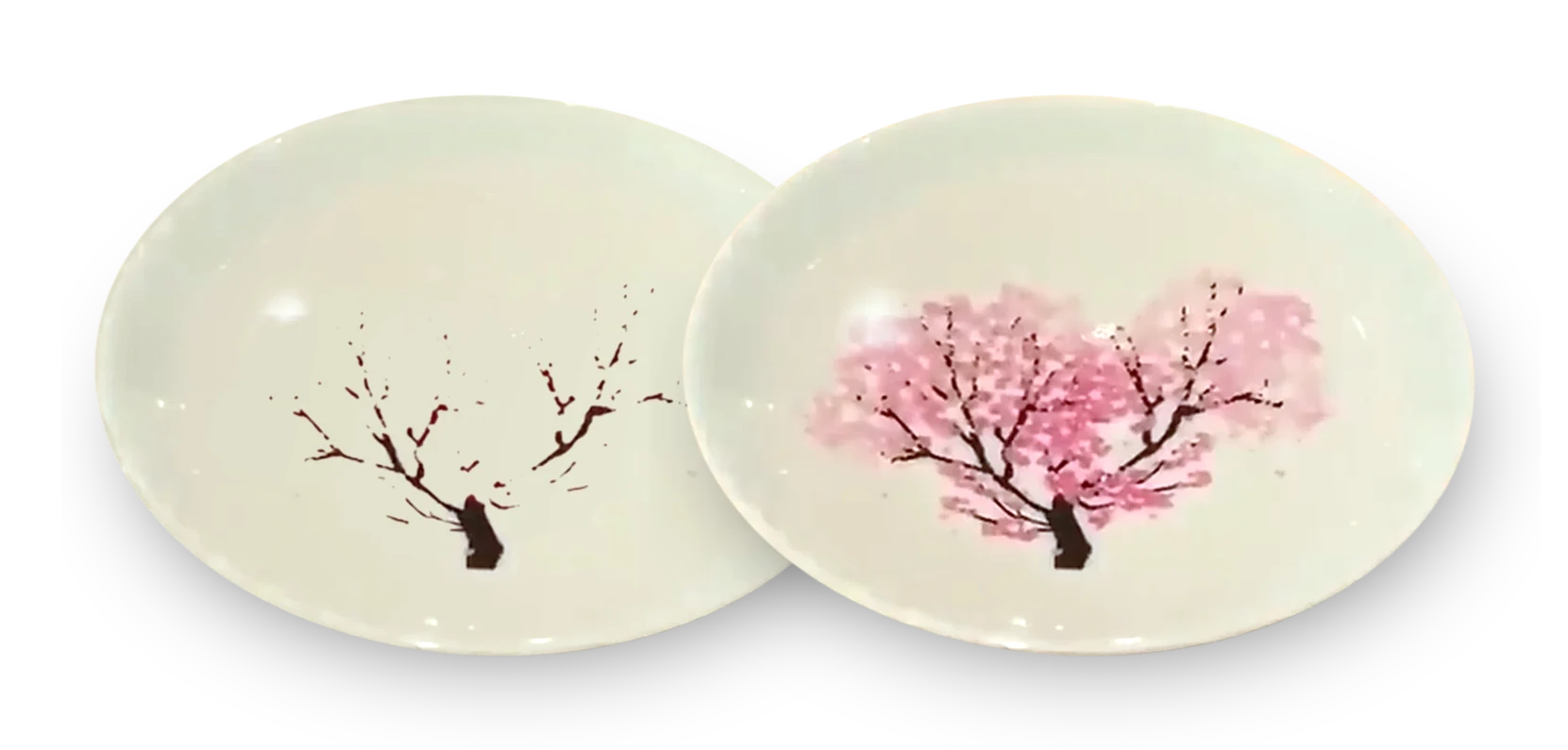 The same HIYAZAKURA cup twice: plain white beside fully bloomed